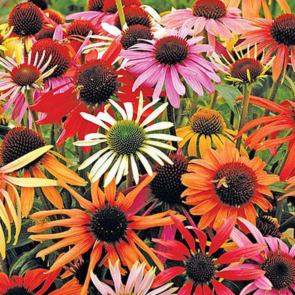 Thompson and Morgan Echinacea Primadonna Mixed Pow Wow Garden Ready Plant 15 Pack Image 3