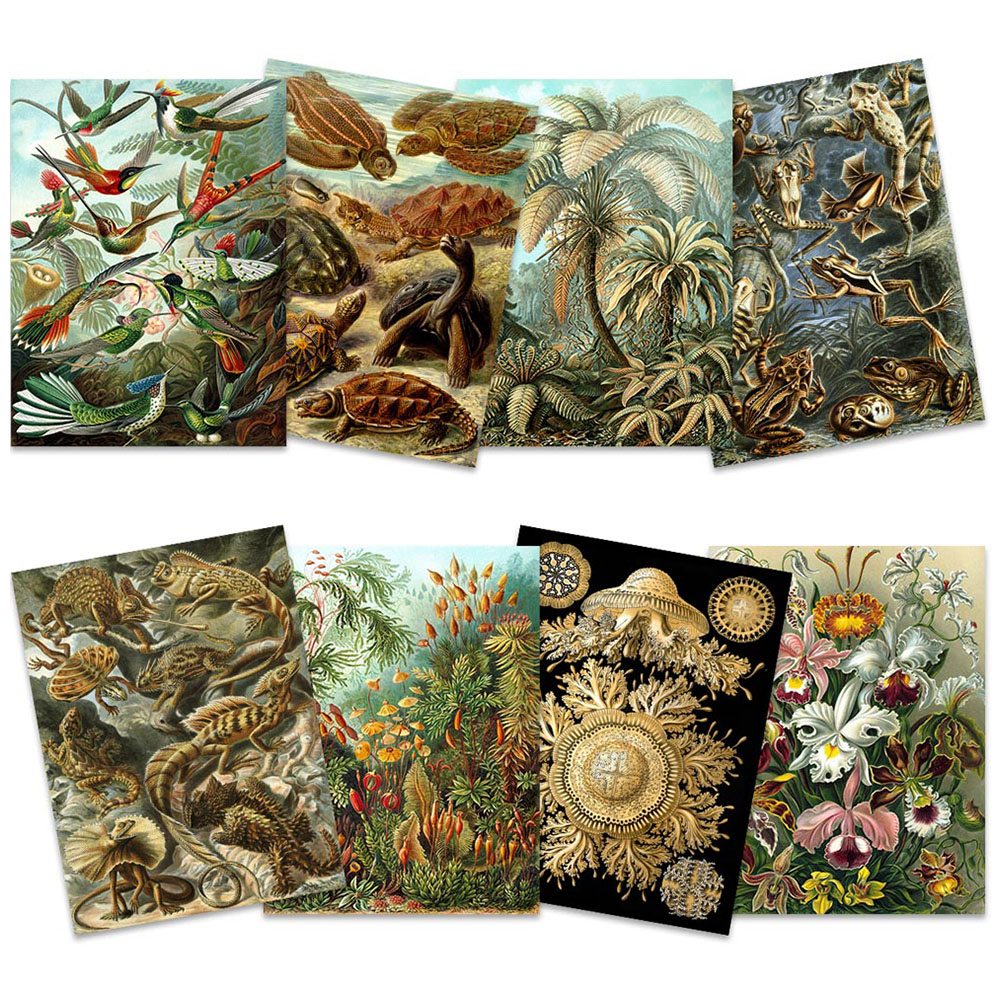 Artery8 Vintage Ernst Haeckel Land and Sea Life Wall Art Print 30 x 41cm 8 Pack Image 1