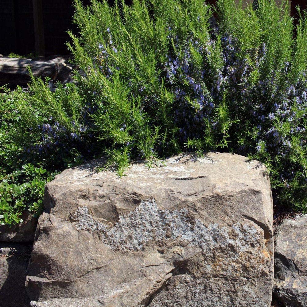 Thompson and Morgan Rosemary Roman Beauty Pbr Plant Pot 3L Image 2