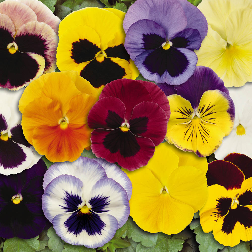 wilko Pansy Matrix Mixed Garden Ready Plant 20 Pack Image 3