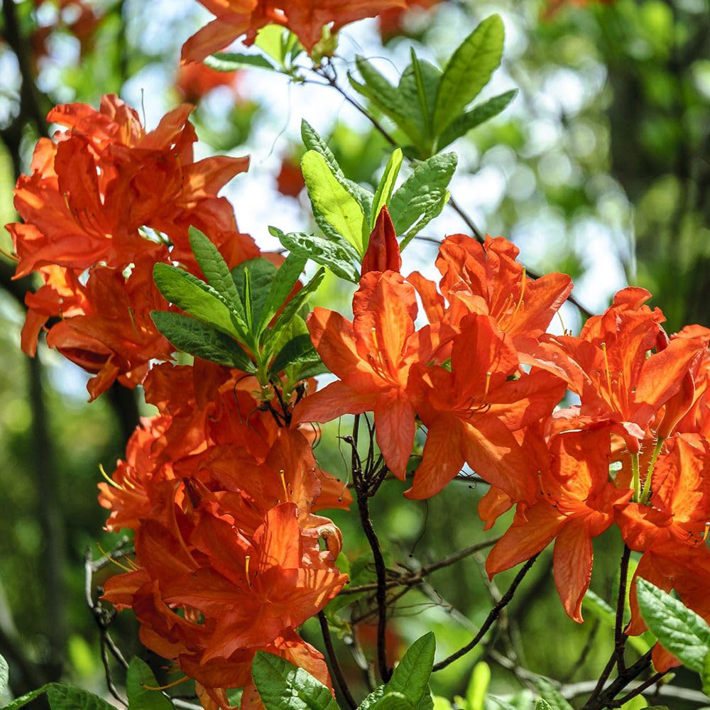 Thompson and Morgan Azalea Japonica Orange Plant Pot 17cm 2 Pack Image 2