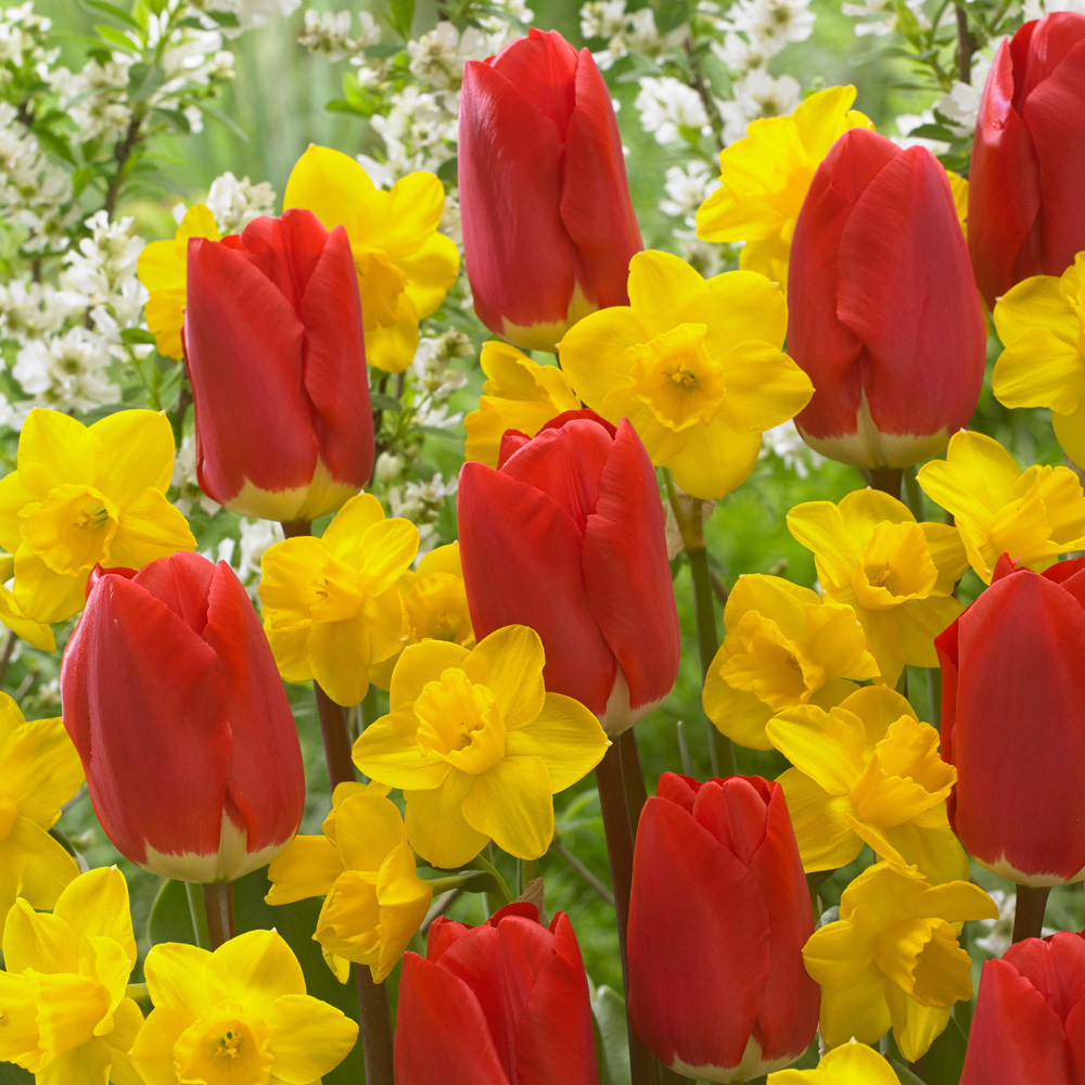wilko Tulip and Narcissus Tete a Tete Collection Planting Bulb 25 Pack Image