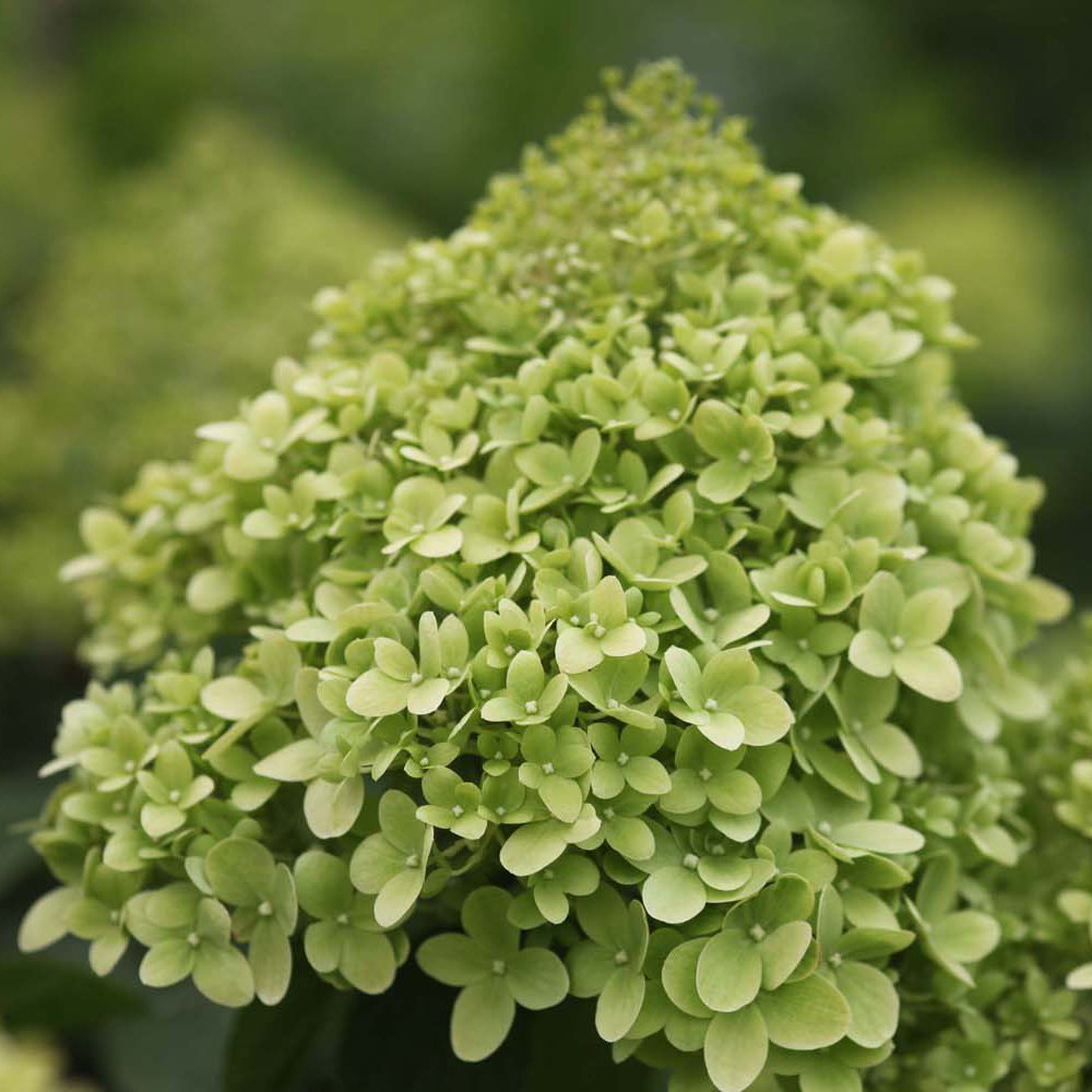 Thompson and Morgan Hydrangea Limelight Potted Plant 9cm Image 3