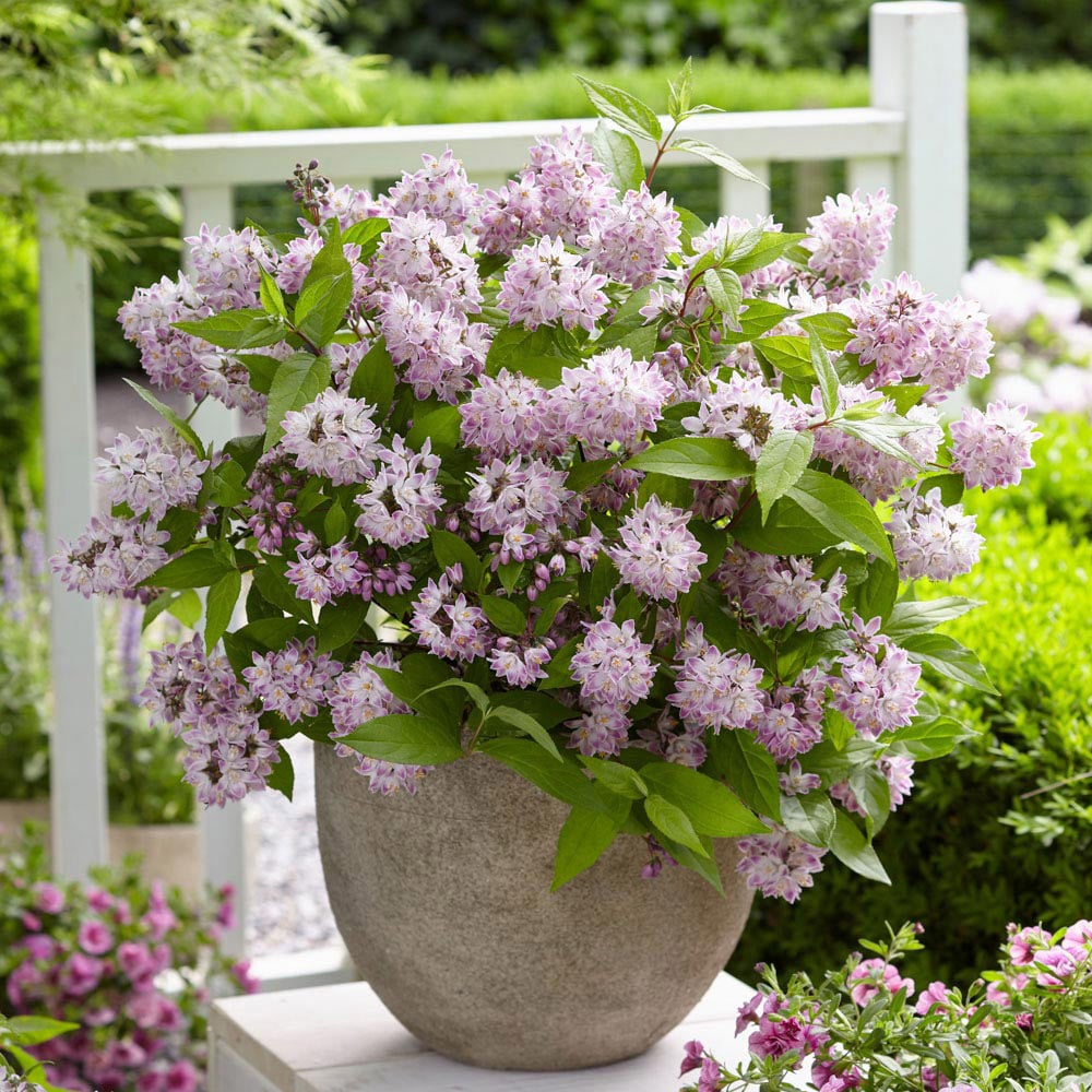 YouGarden Deutzia Raspberry Sundae Image 2