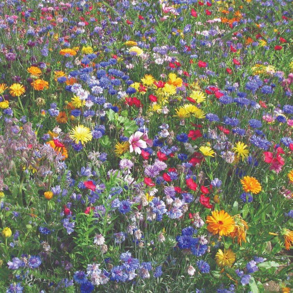 Thompson and Morgan Multicolour Easy Annuals Mixed Seed Packet Image 2