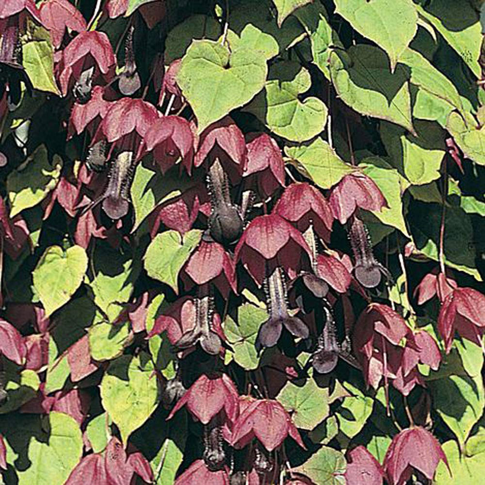 Thompson & Morgan Rhodochiton Atrosanguineum Seeds Image