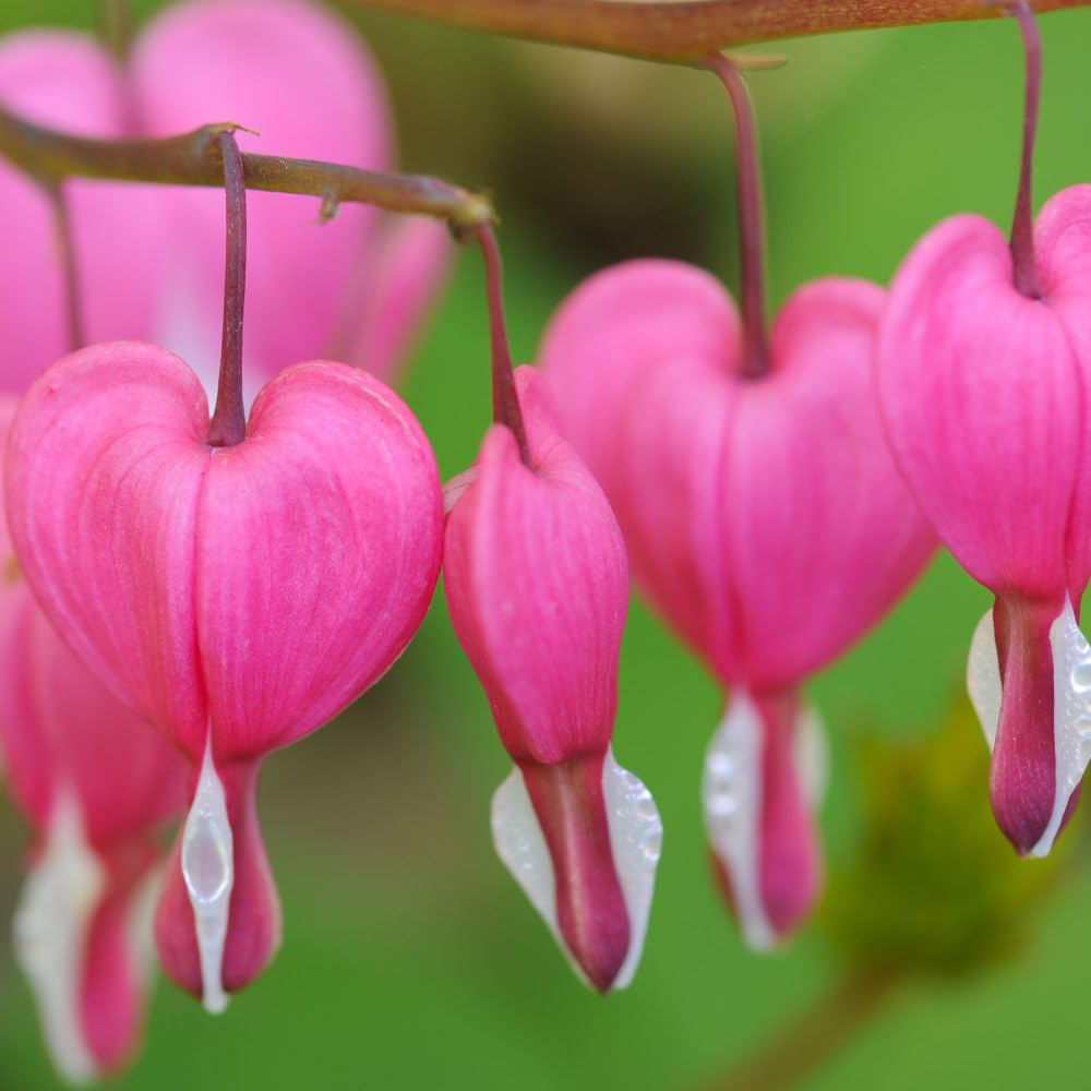 Thompson and Morgan Dicentra Spectabilis Bleeding Heart Pink Plant Pot 9cm 3 Pack Image 1