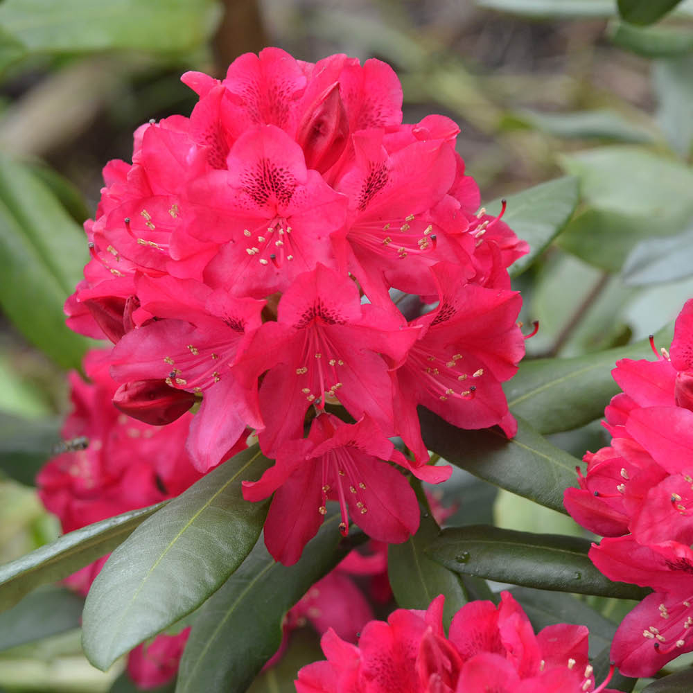 YouGarden Rhododendron Hybrid Collection Plant Pot 15cm Image 4