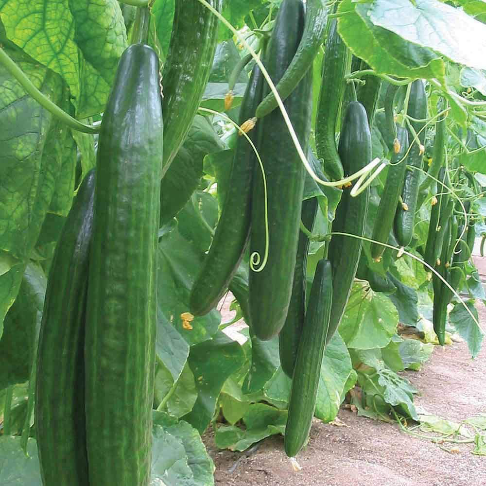 Thompson & Morgan F1 Hybrid Cucumber Carmen Seed Packet Image 1