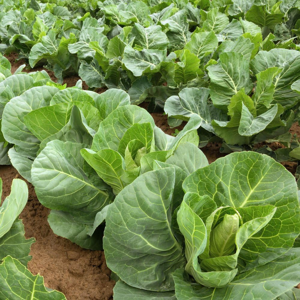 Thompson & Morgan Cabbage Marques F1 30 Seeds Packet Image 2