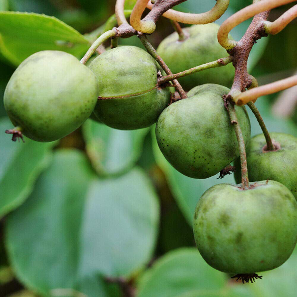 Thompson and Morgan Kiwi Berry Actinidia Arguta SF Issai Potted Plant 9cm Image 1