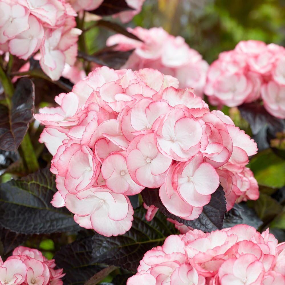 Thompson and Morgan Hydrangea Macrophylla Midnight Pearl Plant Pot 2L Image 4