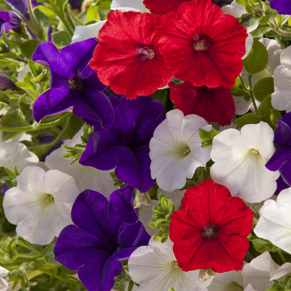 wilko Patriotic Petunia Mixed Plug Plant 12 Pack Image 1