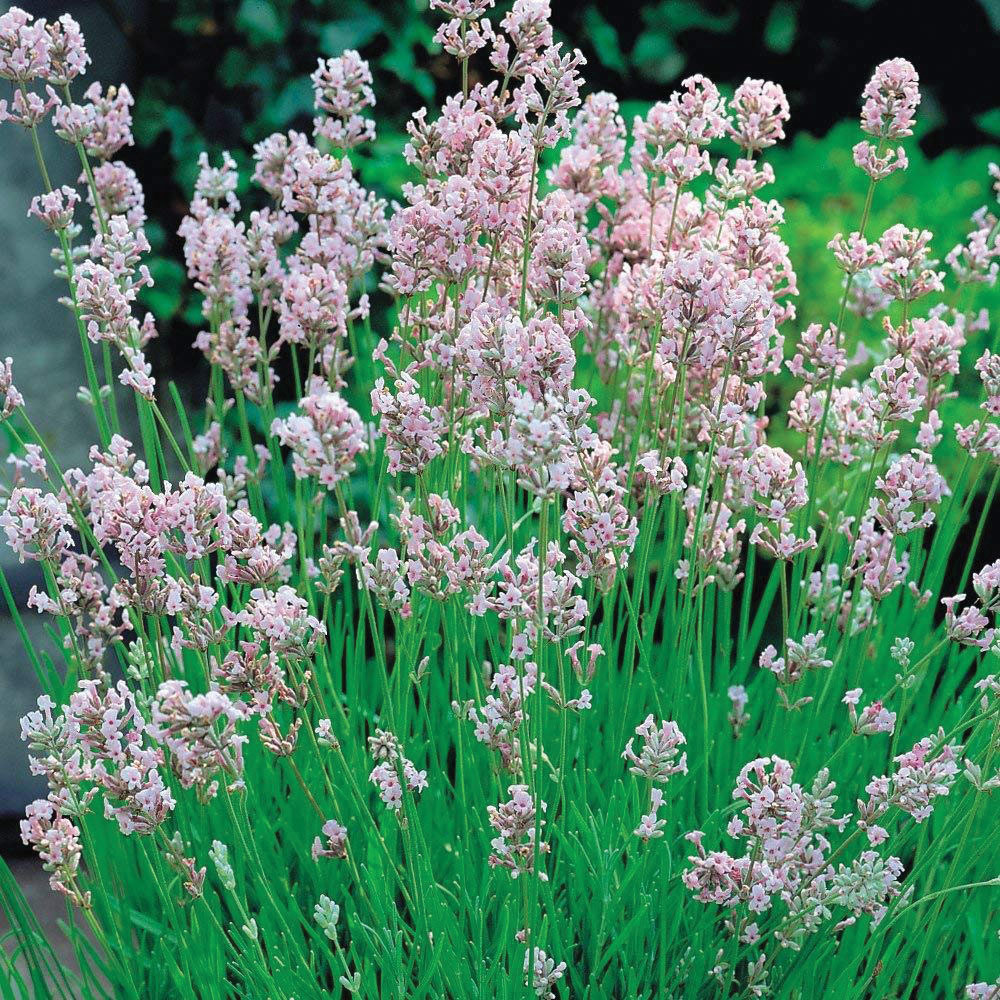 Thompson and Morgan Lavender Angustifolia Rosea Plant Pot 9cm Image 2