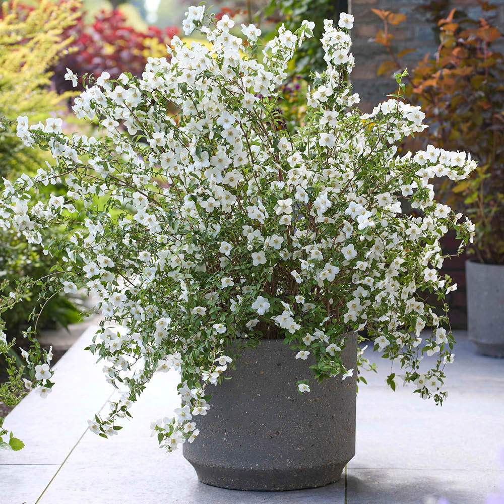 YouGarden Philadelphus Petite Perfume Collection Plant Pot 9cm 3 Pack Image 4