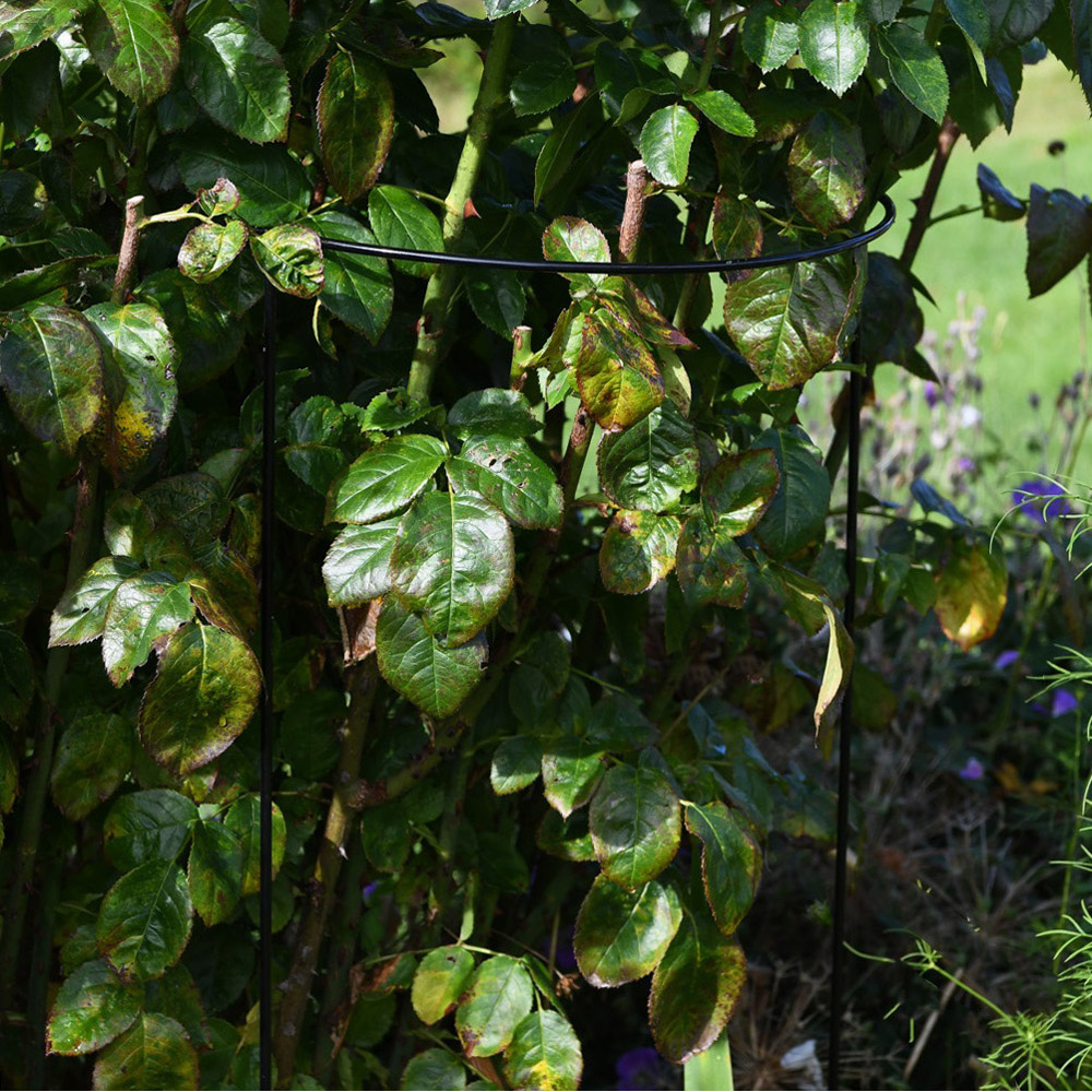 Garden Gear Half Round Plant Support 92cm 2 Pack Image 3