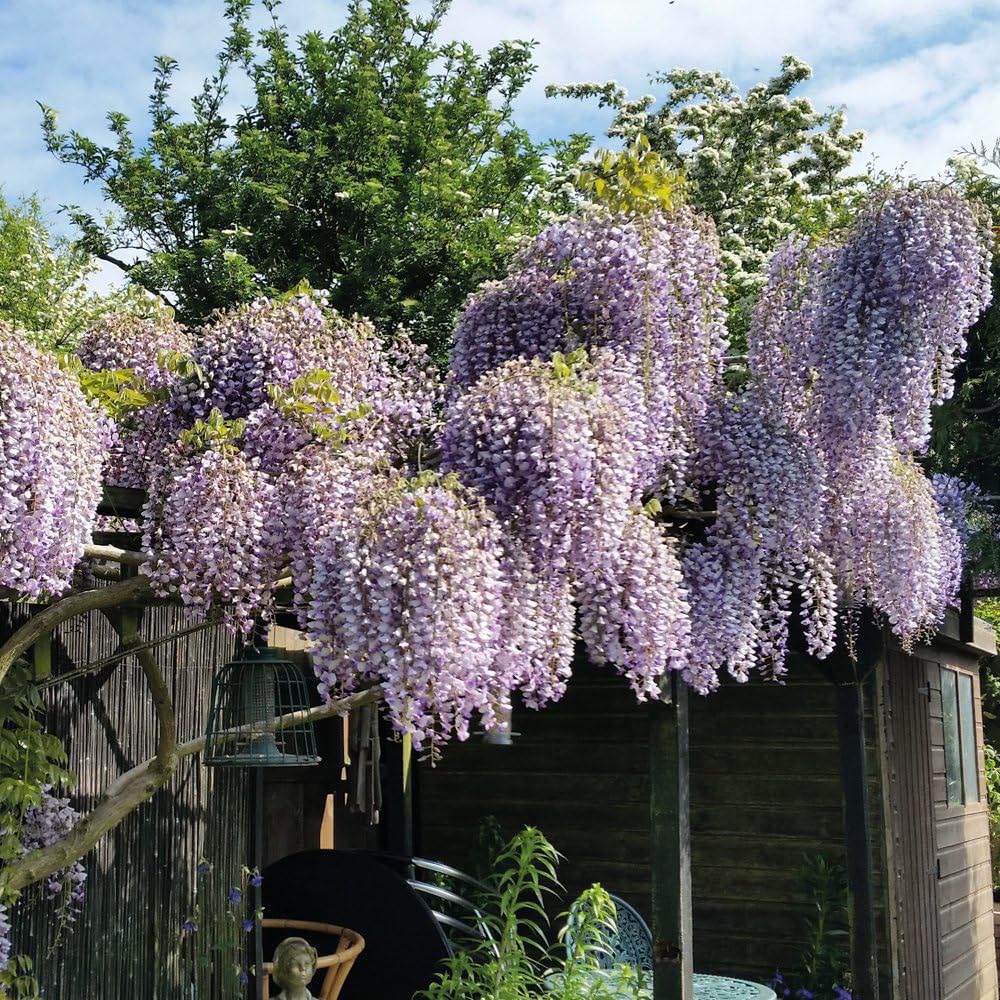 Thompson and Morgan Wisteria Prolific Plant Pot 1.5L 3 Pack Image 2