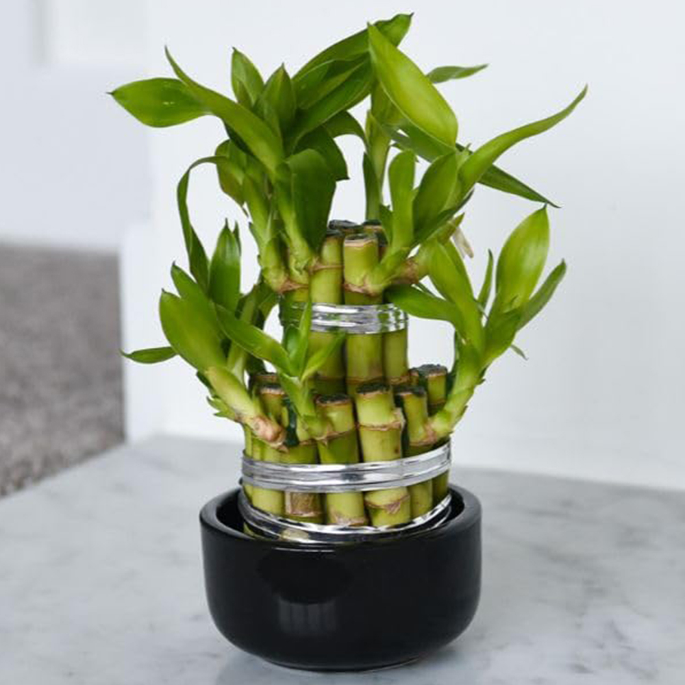 Thompson and Morgan 3 Level Dracaena Sanderiana Lucky Bamboo Plant Pot 10cm 2 Pack Image 1