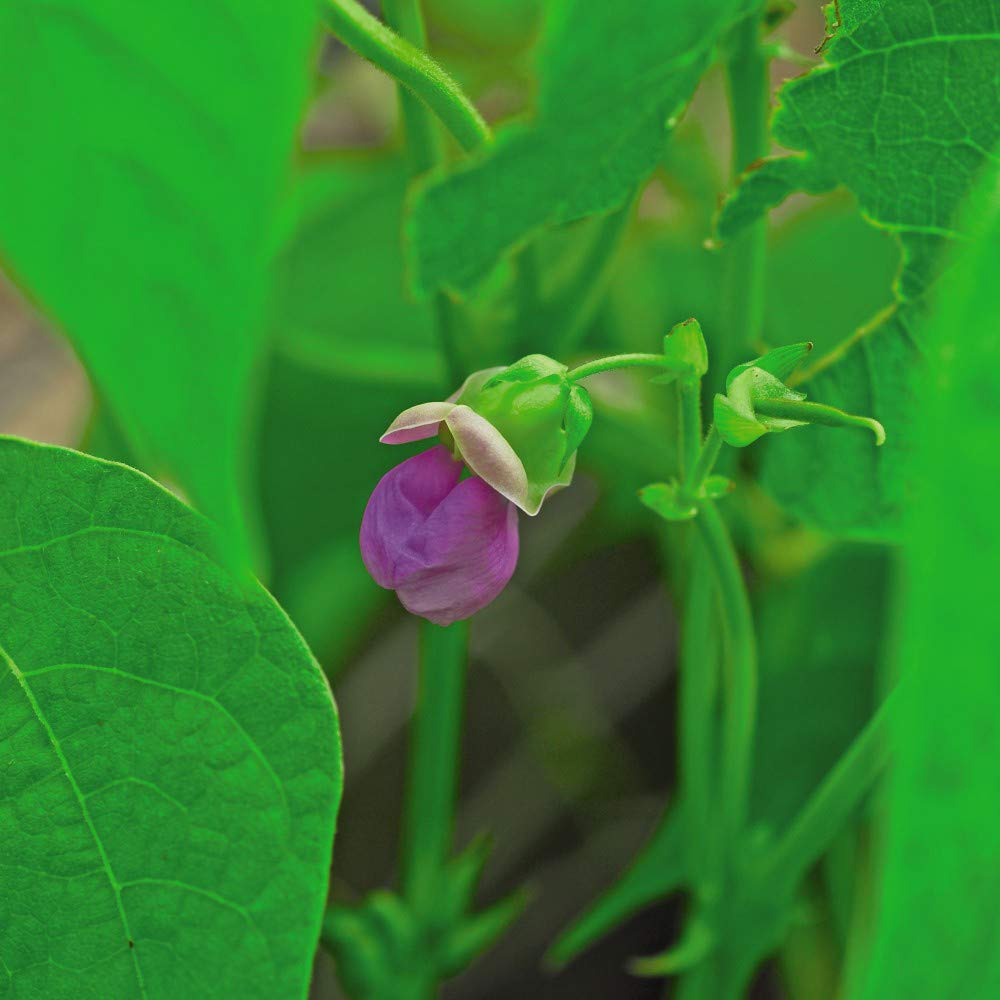 Thompson & Morgan Dwarf Bush Bean Tendergreen Seeds Image 2