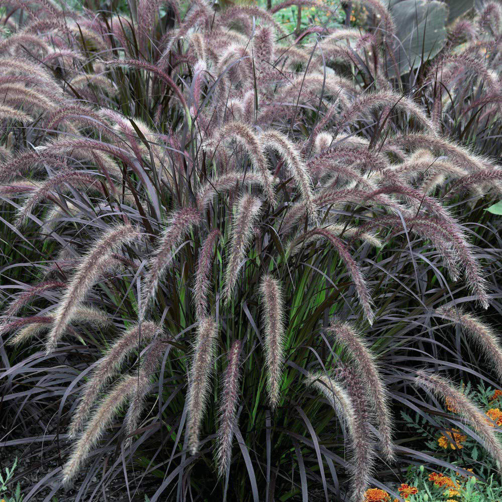 Thompson and Morgan Pennisetum Rubrum Potted Plant 9cm Image 1