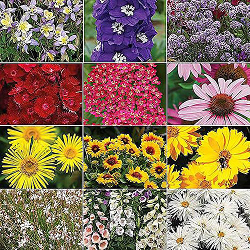 Thompson and Morgan Nurserymans Choice Hardy Perennial Flowering Mix Plugs 72 Pack Image 1