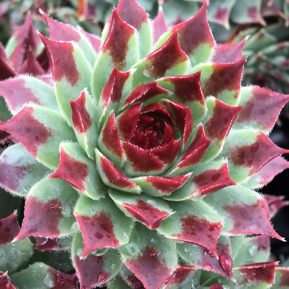 Thompson and Morgan Sempervivum Chick Charms Mint Marvel Potted Plant 9cm Image 1