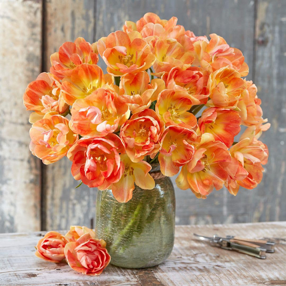 Thompson and Morgan Tulip Charming Beauty Spring Planting Bulb 16 Pack Image 2