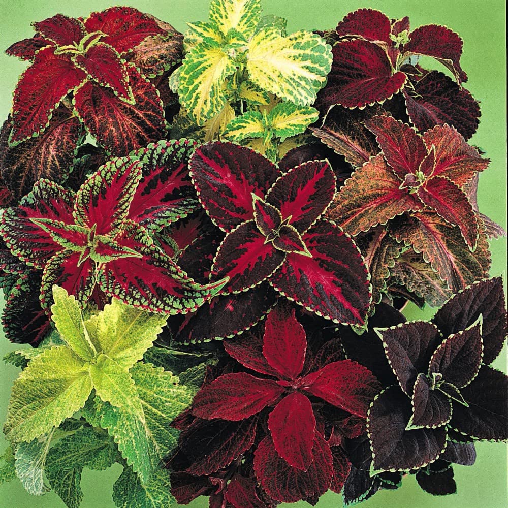 Thompson and Morgan Coleus Mixed Garden Ready Plant 15 Pack Image 1