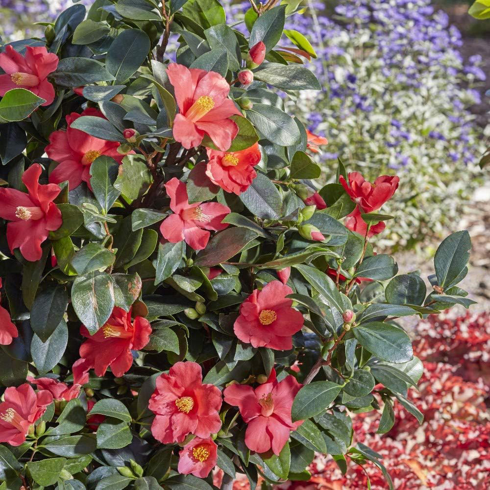Thompson and Morgan Camellia 1001 Summer Nights Jasmine Plant Pot 1.6L 2 Pack Image 1