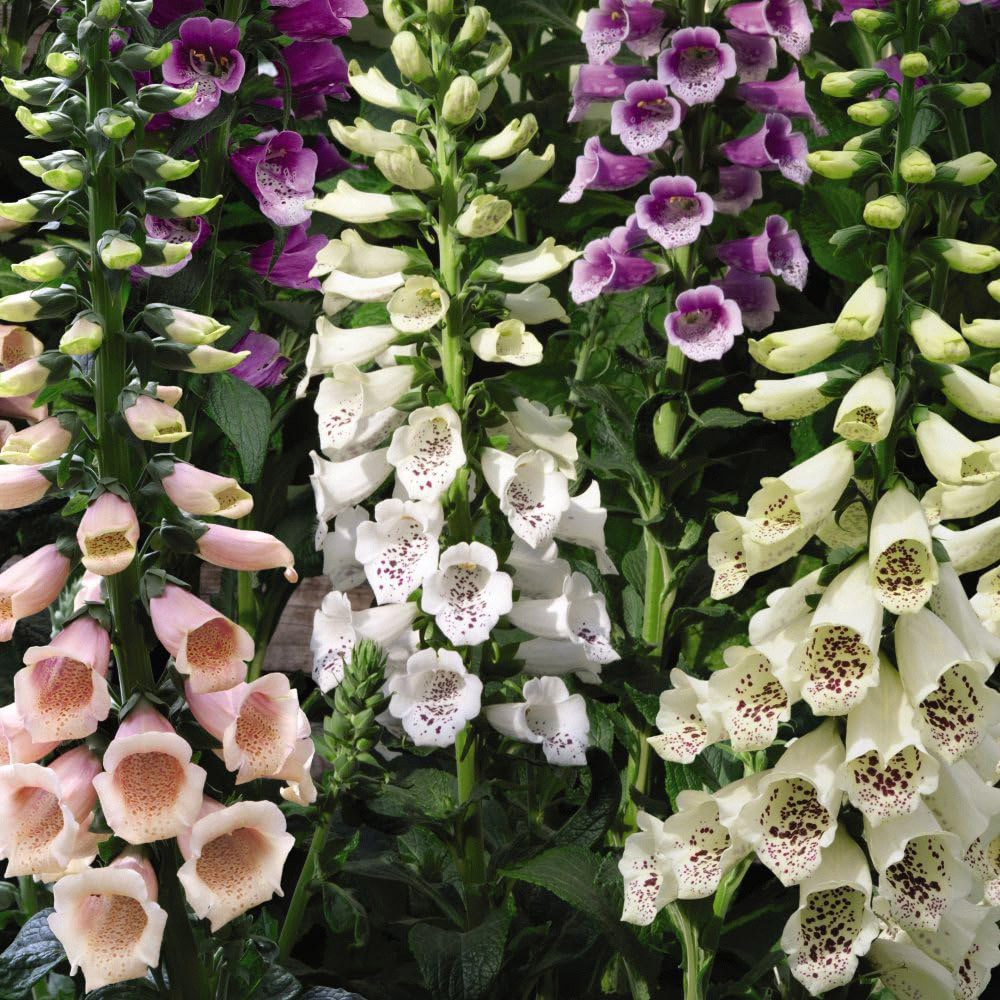 Thompson and Morgan Best Value Rainbow Perennial Collection Plug Plant 144 Pack Image 5