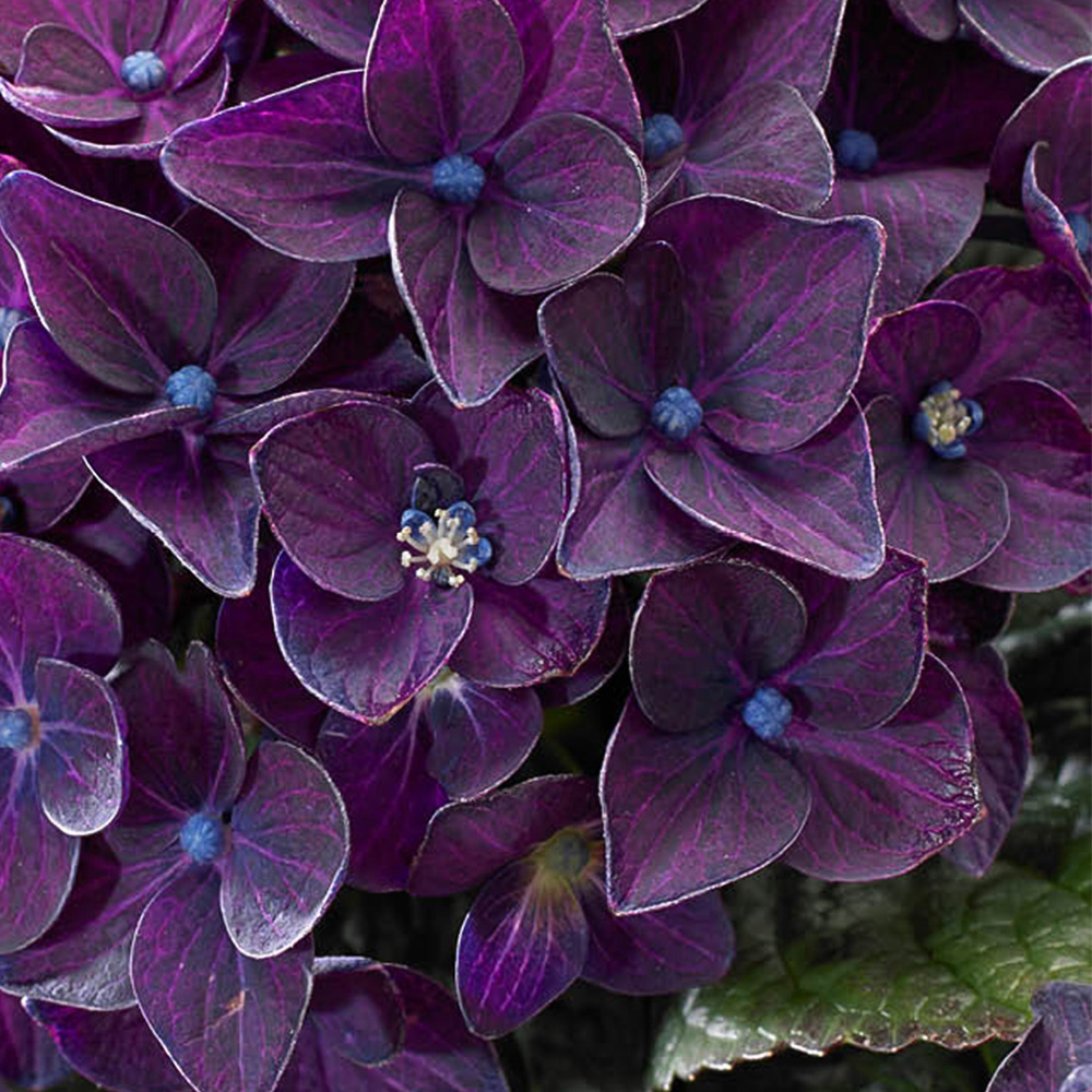 YouGarden Hydrangea Deep Purple Dance Plant in Pot Image 2