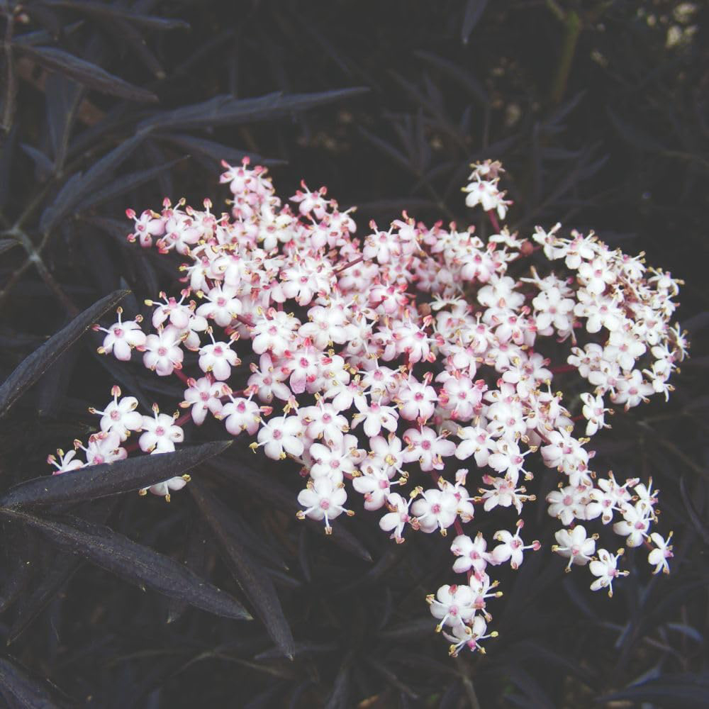 Thompson and Morgan Sambucus Nigra Black Beauty Potted Plant 9cm Image 4