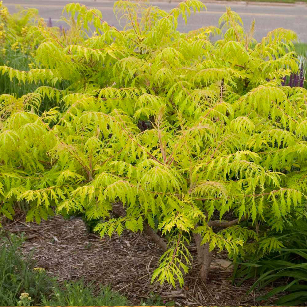 Thompson and Morgan Rhus Typhina Tiger Eyes Plant Pot 3.6L Image 2