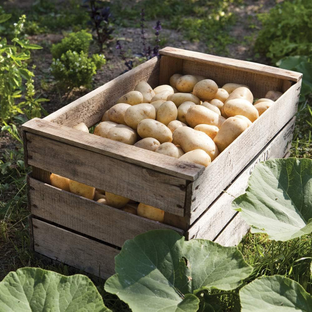 Thompson and Morgan Potato Charlotte 1kg Image 3