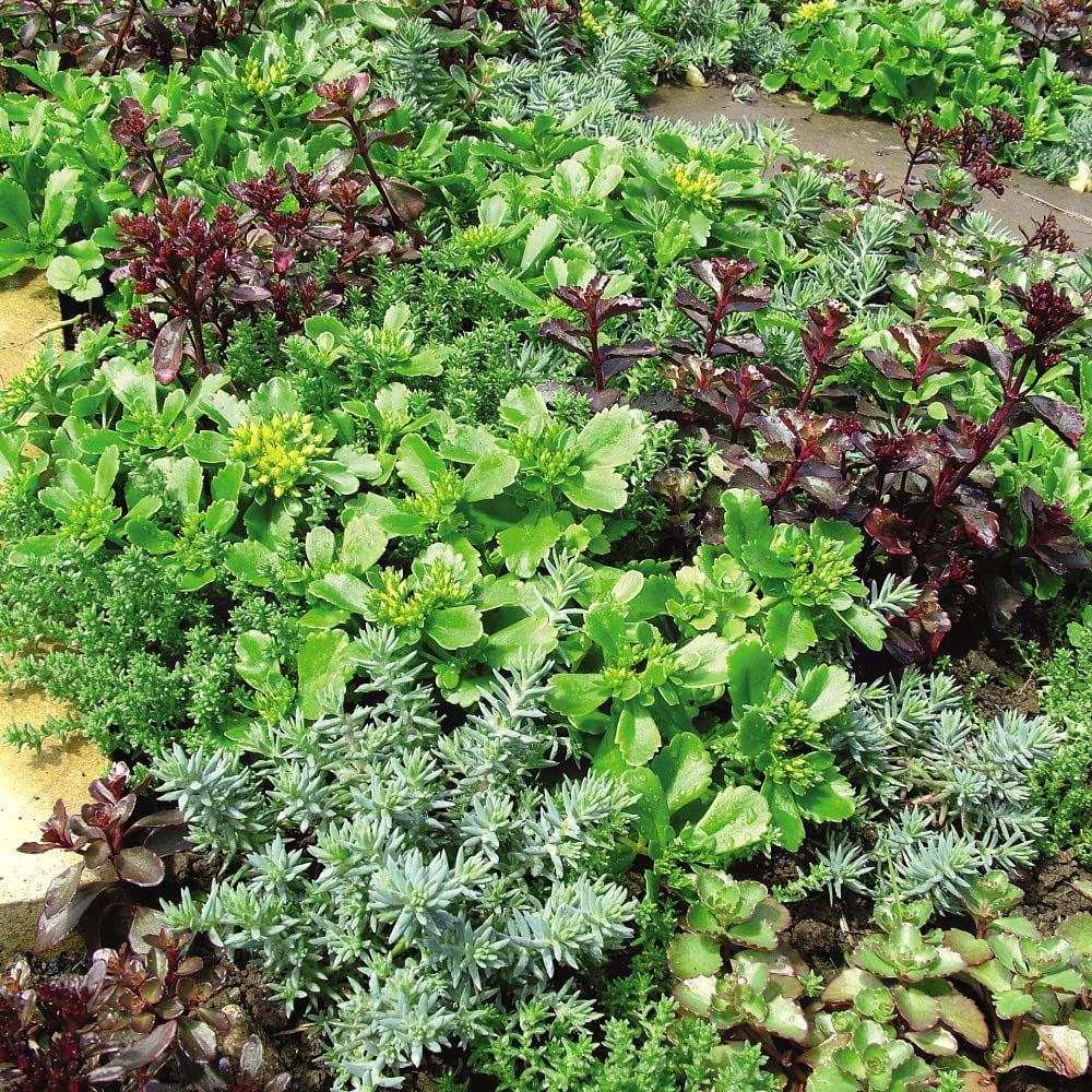 Thompson & Morgan Nurserymans Choice Alpine Mix Jumbo Plant Plug Image 5