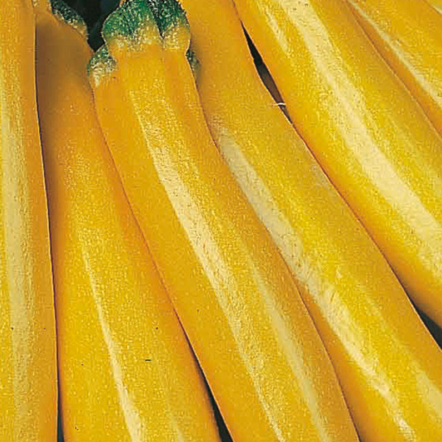 Johnsons Gold Rush F1 Courgette Seeds Image 1