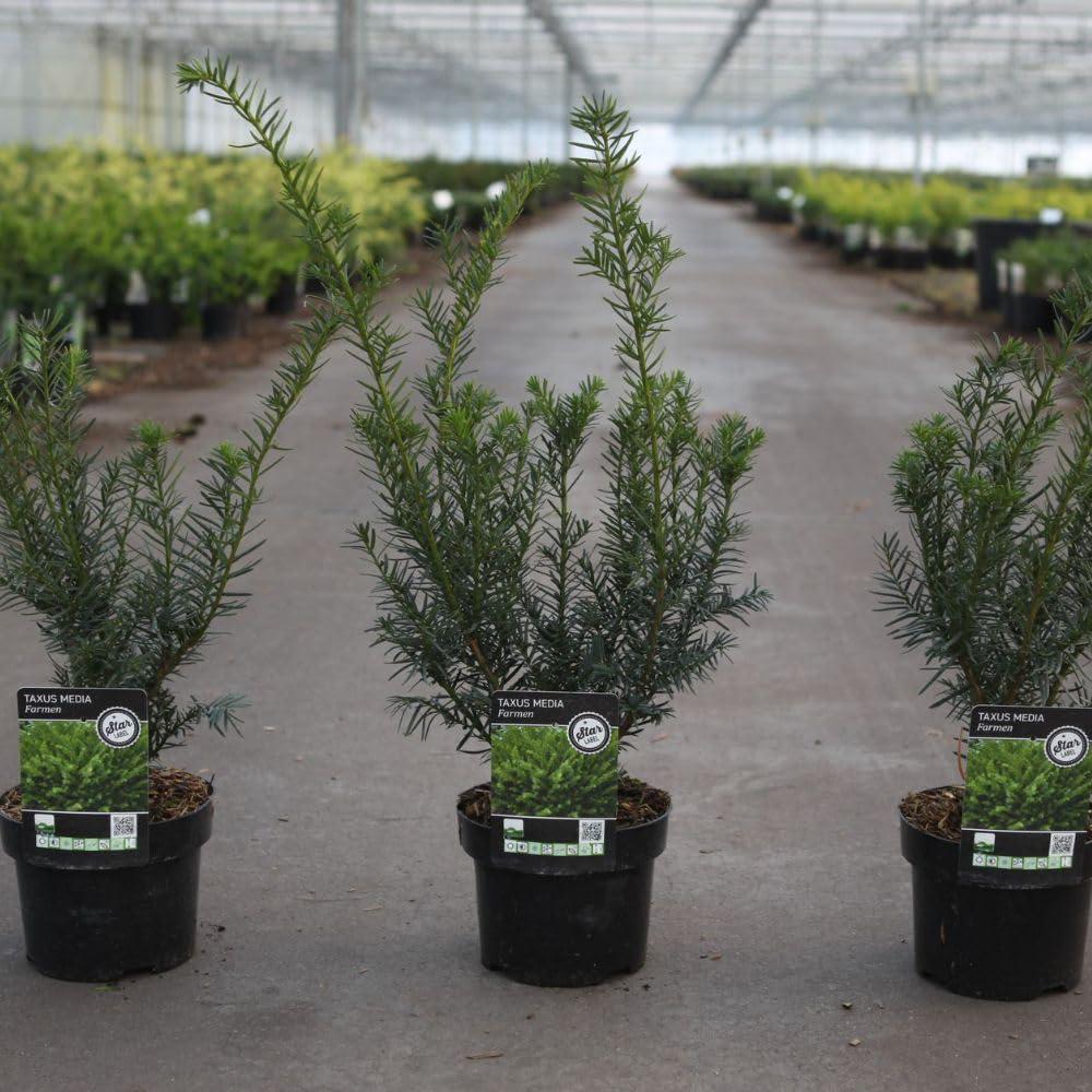 Thompson and Morgan Taxus Media Farmen Plant Pot 3L Image 2