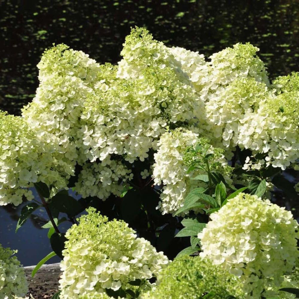 Thompson and Morgan Hydrangea Bobo Plant Pot 25L Image 7