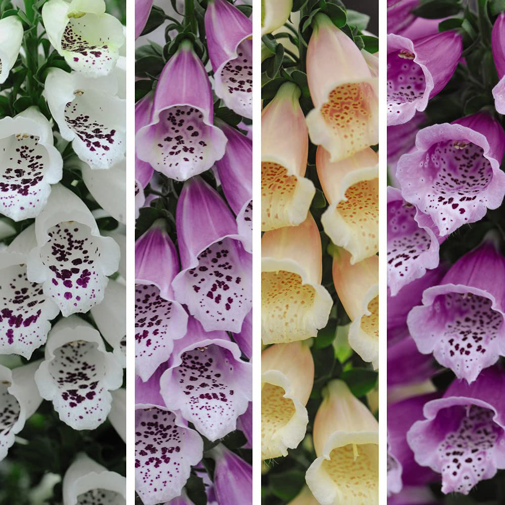 Thompson and Morgan Foxglove Digitalis Dalmatian Mixed Plugs 24 Pack Image 1