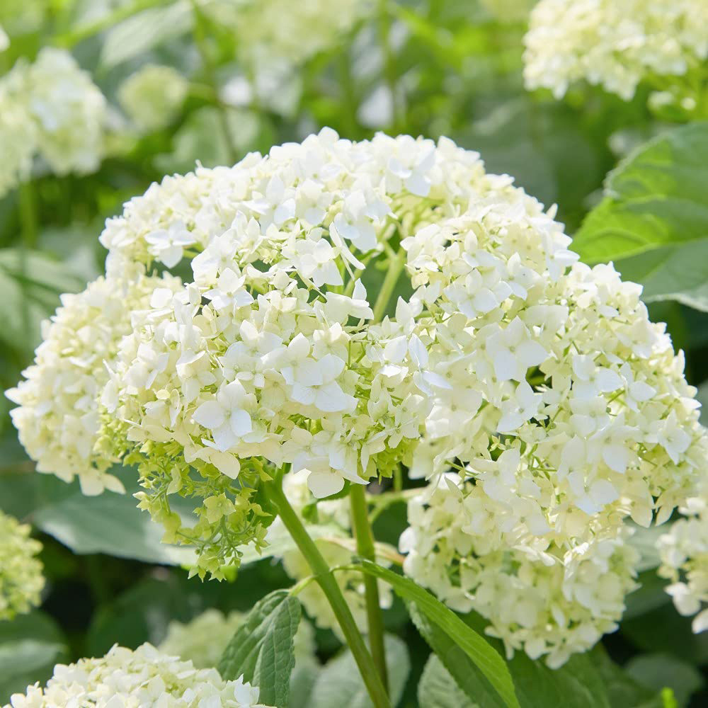 Thompson & Morgan Hydrangea Arborescens Annabelle Plant Pot 9cm 3 Pack Image 1
