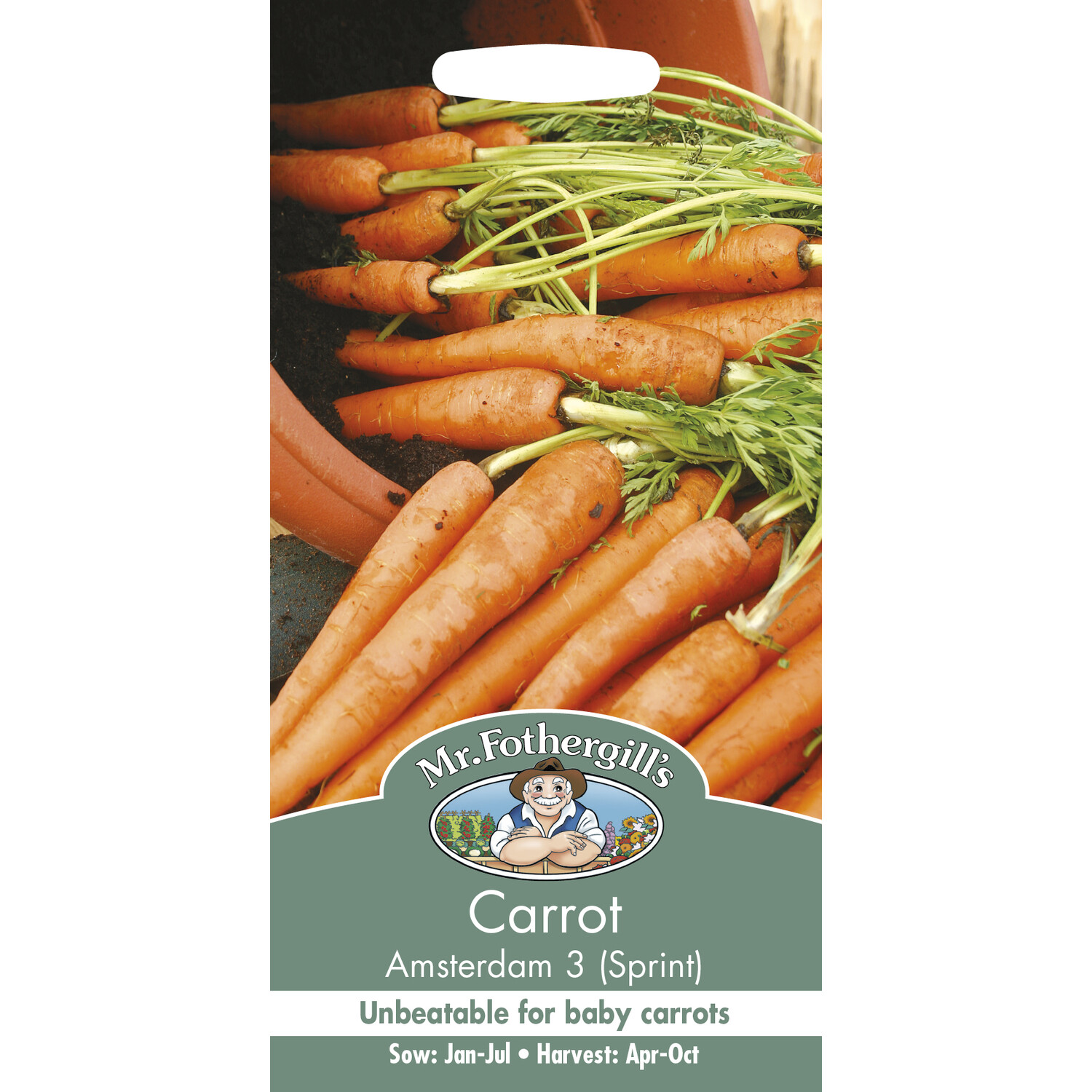 Amsterdam 3 (Sprint) Carrot Seeds Image 1