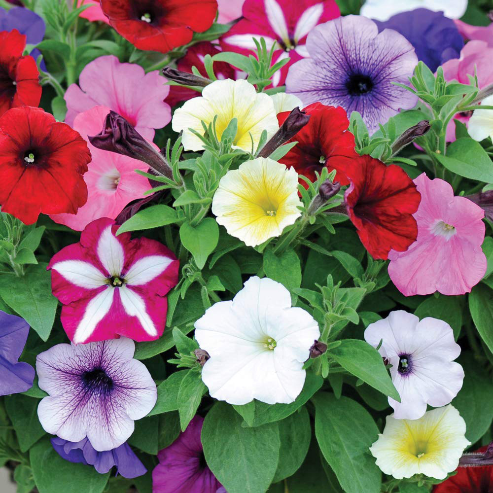 Thompson and Morgan Basket Collection Garden Ready Plants 120 Pack Image 4
