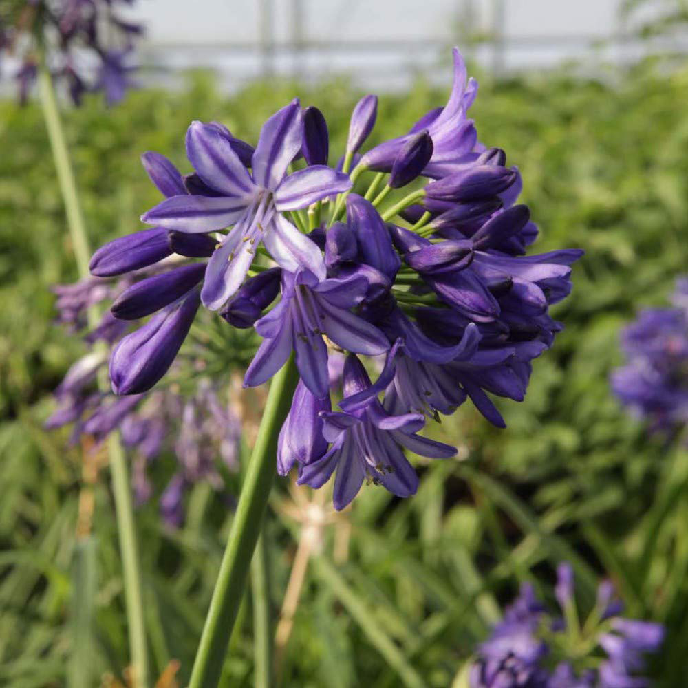 Thompson and Morgan Agapanthus Northern Star Plant Pot 3L 2 Pack Image 4