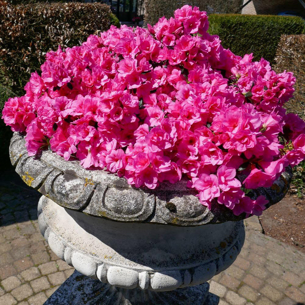 Thompson and Morgan Azalea Cascadula Bright Fuchsia Plant Pot 19cm 2 Pack Image 2