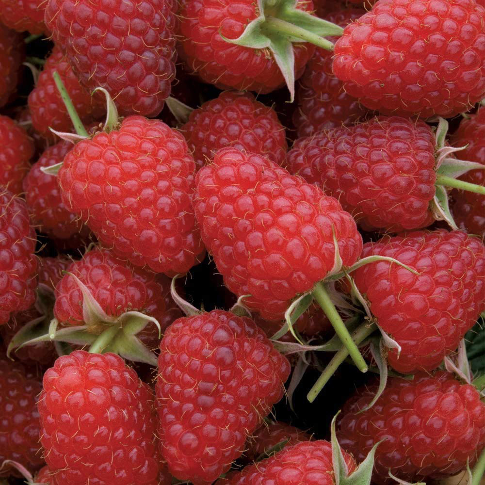Thompson & Morgan Raspberry Polka Autumn Fruiting Cane Plant 6 Pack Image 4