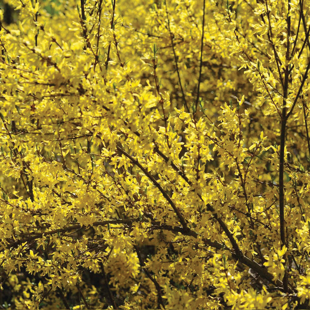 Thompson and Morgan Forsythia Intermedia Spectabilis Plant Pot 9cm 2 Pack Image 1