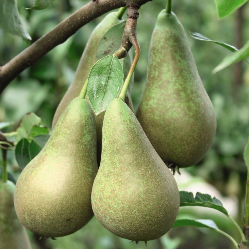 Thompson & Morgan Pear Pyrus Conference Patio Standard Quince C Potted Plant 5L 2 Pack Image 1