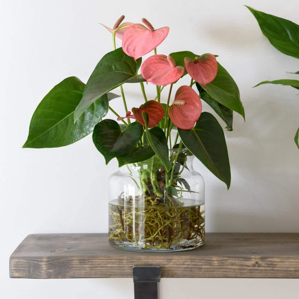 Thompson and Morgan Anthurium Aqua Pink Plant in Sierglass Vase 12cm Image 2