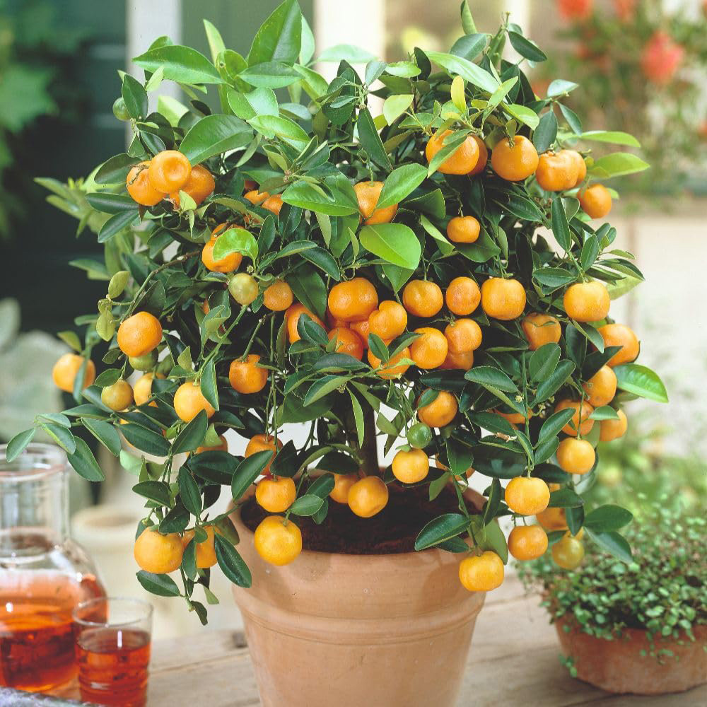 Thompson and Morgan Citrus Tree Mandarin Plant Pot 5L 2 Pack Image 3
