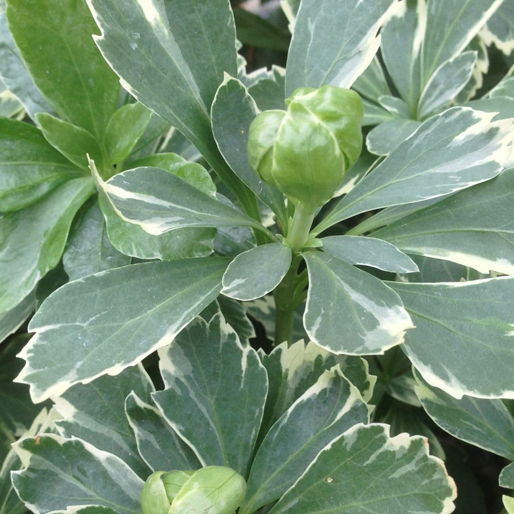 Thompson and Morgan Pachysandra Terminalis Variegata Plant Pot 1.5L 2 Pack Image 1